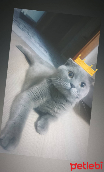 Scottish Fold, Kedi  Klesh fotoğrafı