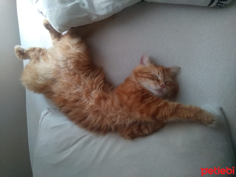 Chinchilla, Kedi  Bal fotoğrafı