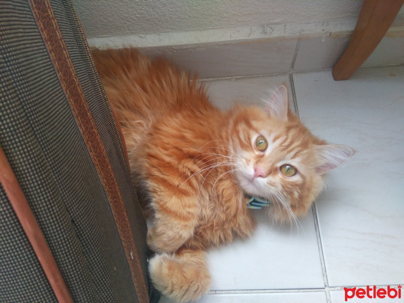 Chinchilla, Kedi  Bal fotoğrafı