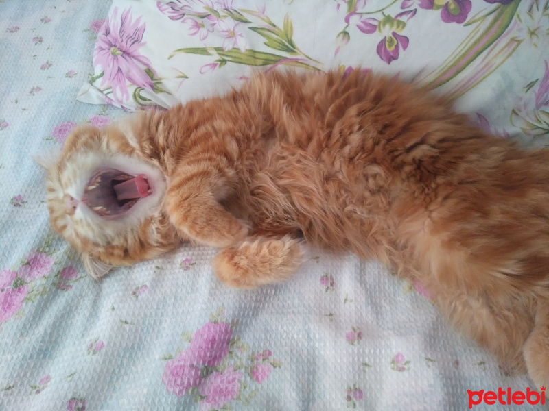 Chinchilla, Kedi  Bal fotoğrafı