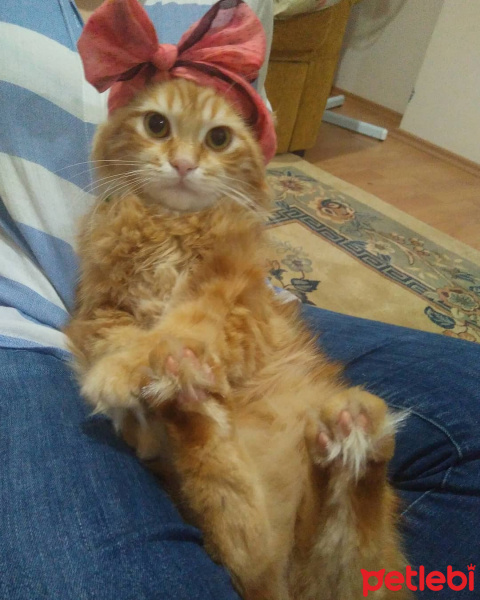 Chinchilla, Kedi  Bal fotoğrafı