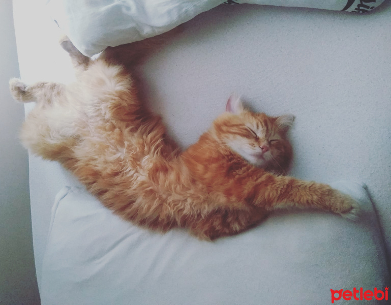 Chinchilla, Kedi  Bal fotoğrafı