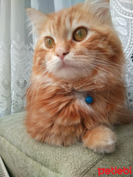 Chinchilla, Kedi  Bal fotoğrafı