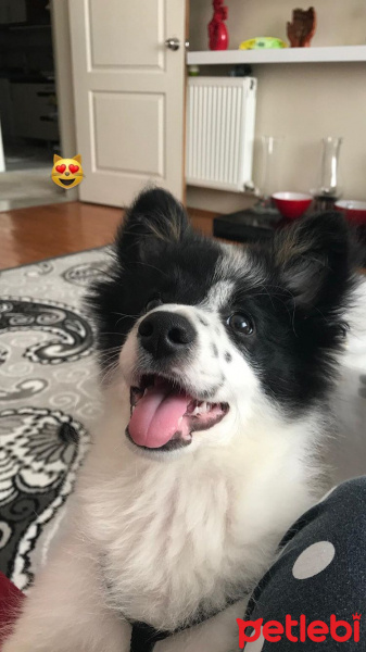 Pomeranyalı, Köpek  Bıdık fotoğrafı