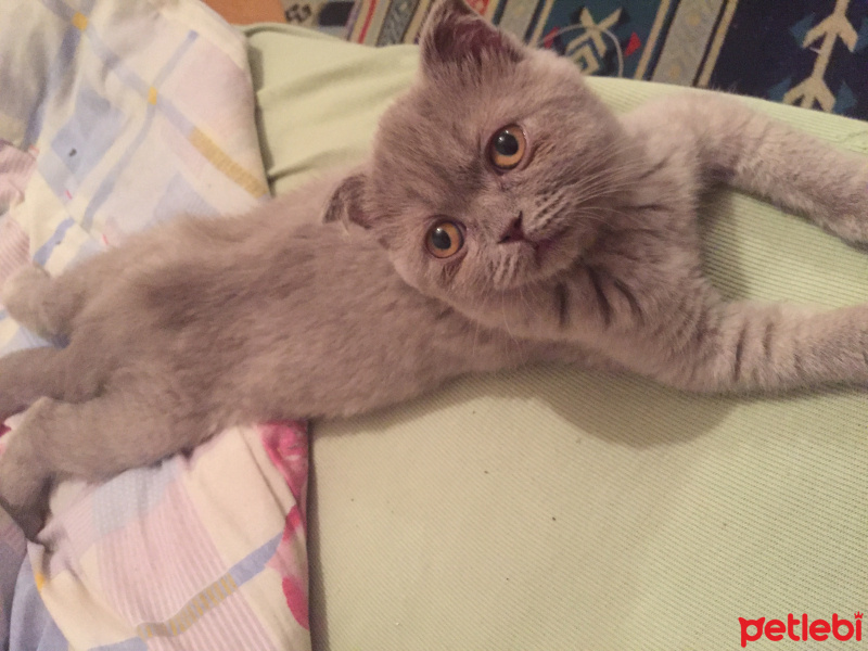 Scottish Fold, Kedi  Gümüş fotoğrafı
