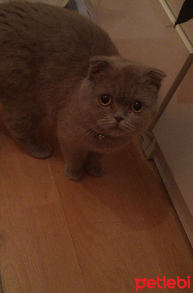 Scottish Fold, Kedi  Gümüş fotoğrafı