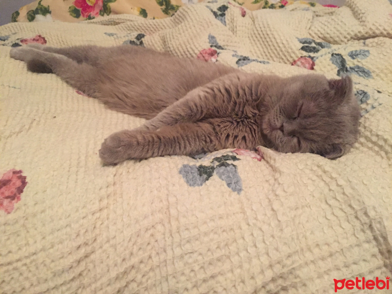 Scottish Fold, Kedi  Gümüş fotoğrafı