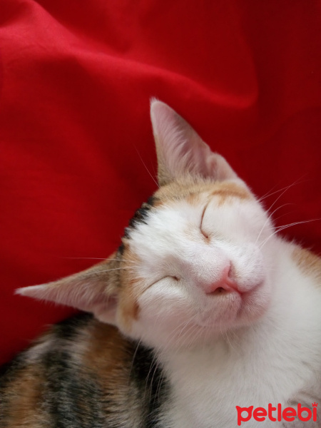 Soke, Kedi  mine fotoğrafı