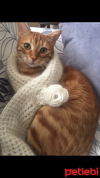 Sarman, Kedi  Rüzgar fotoğrafı