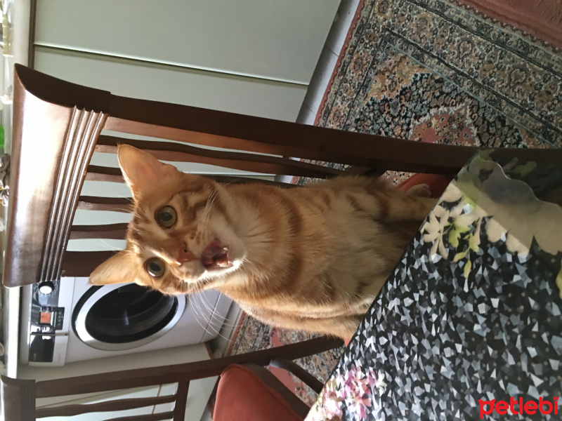 Sarman, Kedi  Rüzgar fotoğrafı