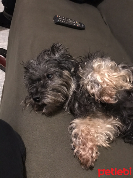 Sealyham Terrier, Köpek  Zeytin fotoğrafı