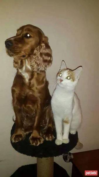 Cymric, Kedi  şımarık  fotoğrafı