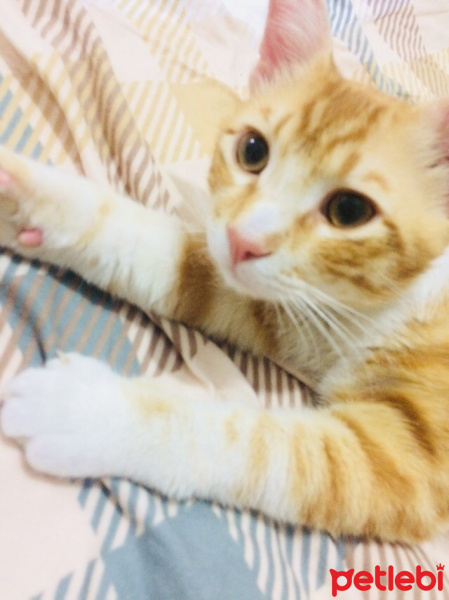 American Shorthair, Kedi  Garfi fotoğrafı