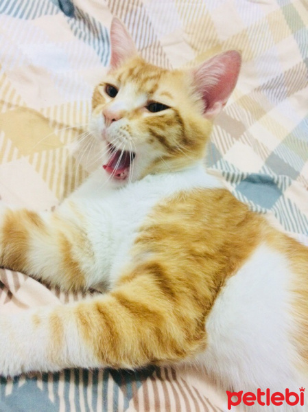 American Shorthair, Kedi  Garfi fotoğrafı