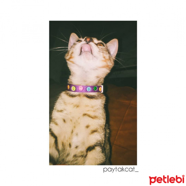 Tekir Kedi, Kedi  paytak fotoğrafı