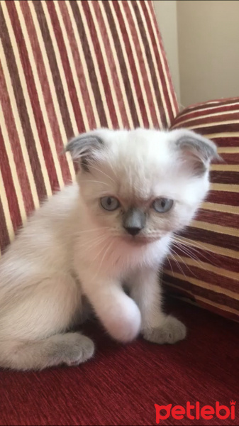 Scottish Fold, Kedi  Daisy fotoğrafı
