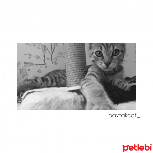 Tekir Kedi, Kedi  paytak fotoğrafı