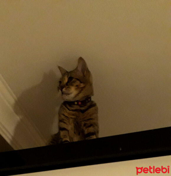 Tekir Kedi, Kedi  paytak fotoğrafı