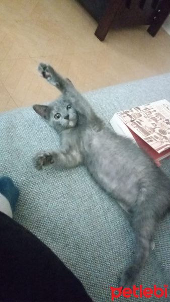 Tekir Kedi, Kedi  Çoko fotoğrafı