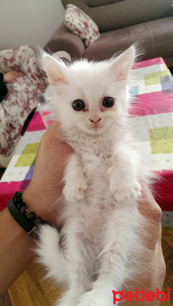 İran Kedisi (Persian), Kedi  Gofret fotoğrafı