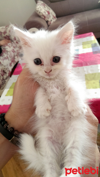 İran Kedisi (Persian), Kedi  Gofret fotoğrafı