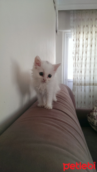 İran Kedisi (Persian), Kedi  Gofret fotoğrafı