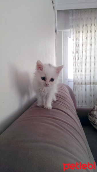 İran Kedisi (Persian), Kedi  Gofret fotoğrafı