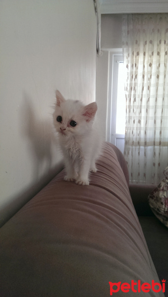 İran Kedisi (Persian), Kedi  Gofret fotoğrafı