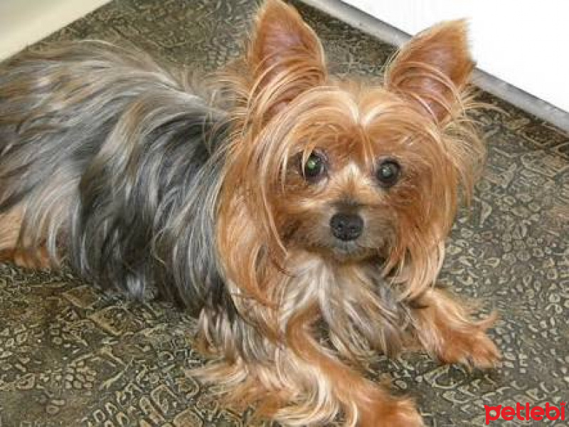 Yorkshire Terrier, Köpek  patı fotoğrafı