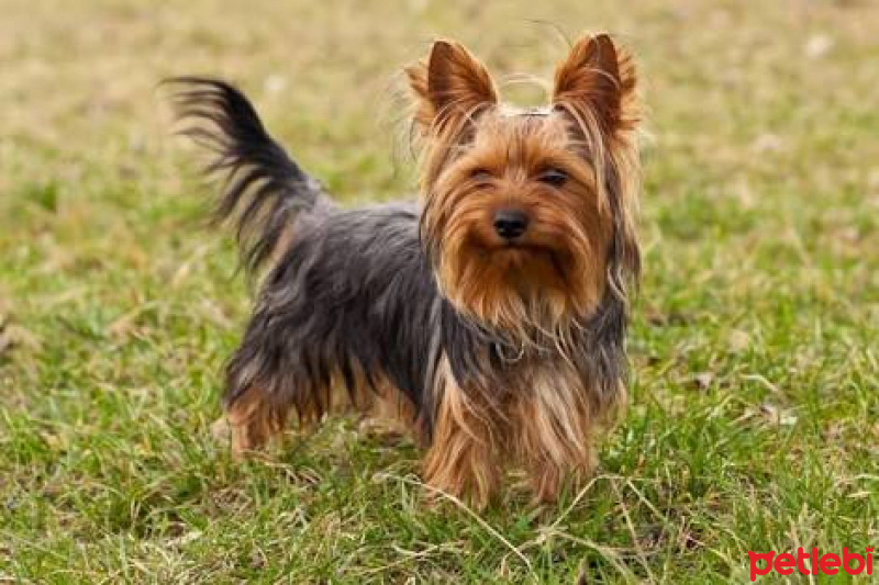 Yorkshire Terrier, Köpek  patı fotoğrafı