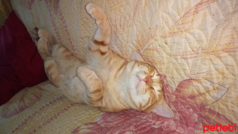 Tekir Kedi, Kedi  Pati fotoğrafı