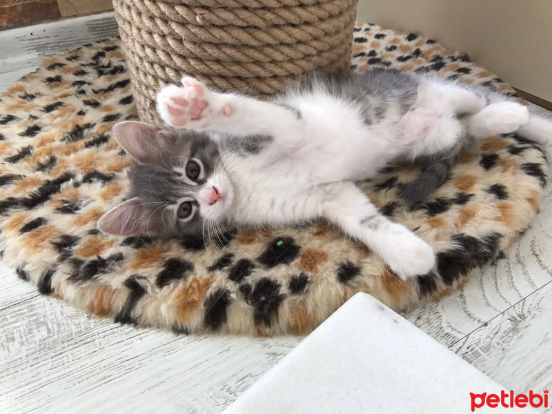 Tekir Kedi, Kedi  Prenses fotoğrafı