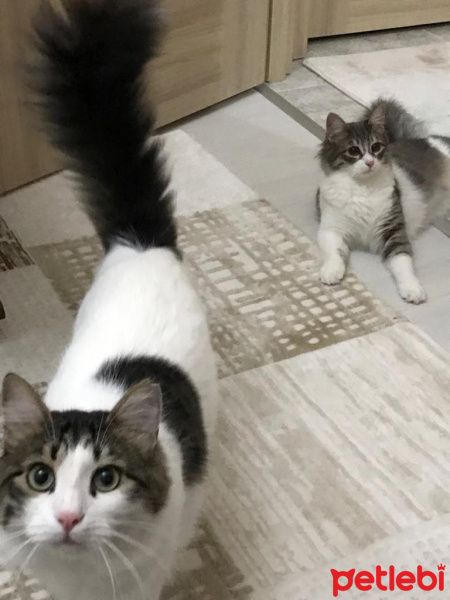 Tekir Kedi, Kedi  Prenses fotoğrafı