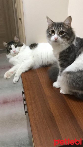 Tekir Kedi, Kedi  Prenses fotoğrafı