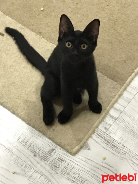 Tekir Kedi, Kedi  Karaliçe fotoğrafı