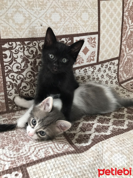 Tekir Kedi, Kedi  Karaliçe fotoğrafı