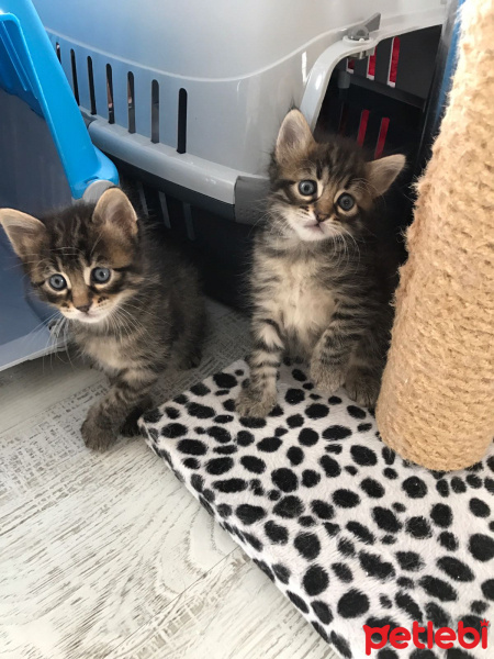 Tekir Kedi, Kedi  Atiko ve patiko fotoğrafı