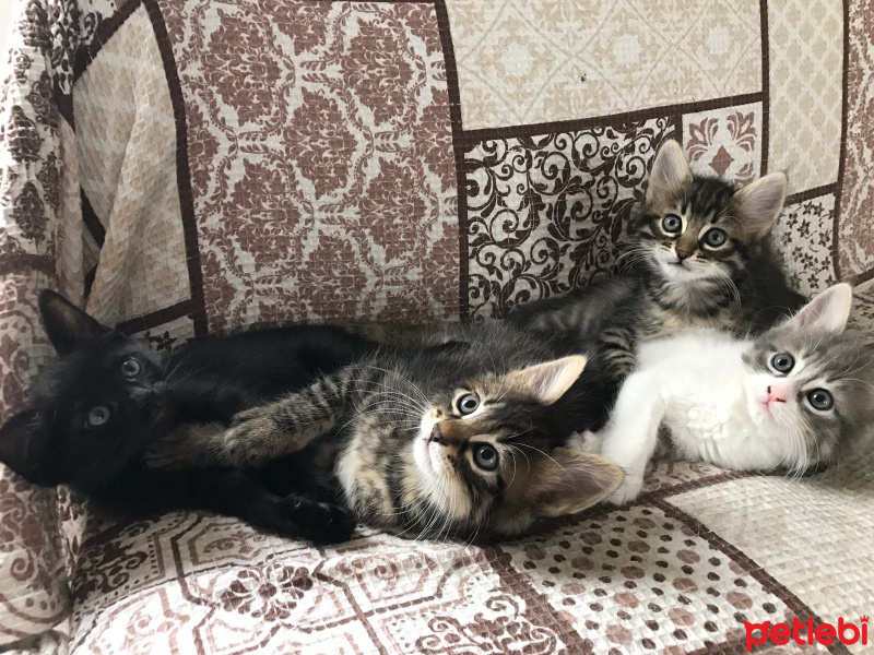 Tekir Kedi, Kedi  Atiko ve patiko fotoğrafı