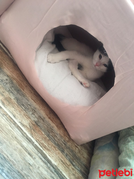 Tekir Kedi, Kedi  Çirkin fotoğrafı