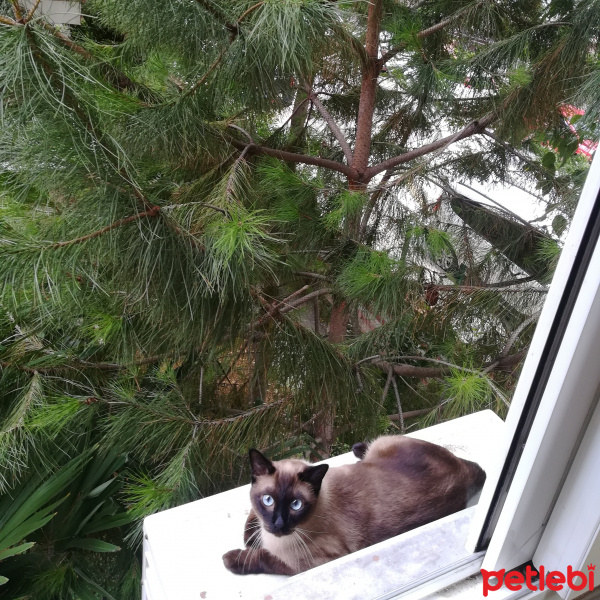 Siyam Kedisi, Kedi  Uğur fotoğrafı