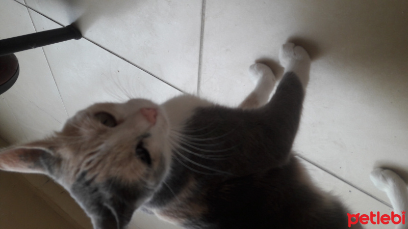 Tekir Kedi, Kedi  Mia fotoğrafı