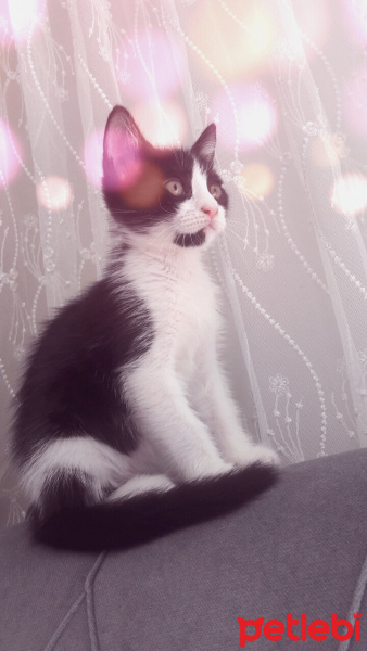 Tuxedo (Smokin) Kedi, Kedi  Miya fotoğrafı
