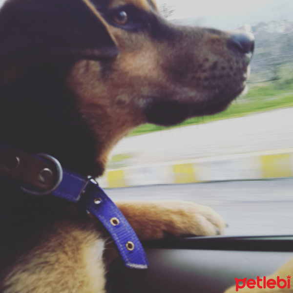 Sokö (Sokak Köpeği), Köpek  Köpüş fotoğrafı