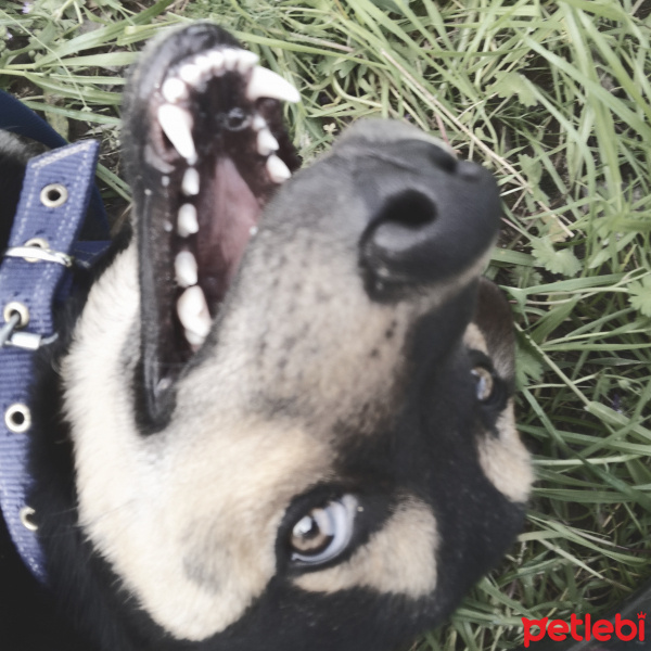 Sokö (Sokak Köpeği), Köpek  Köpüş fotoğrafı