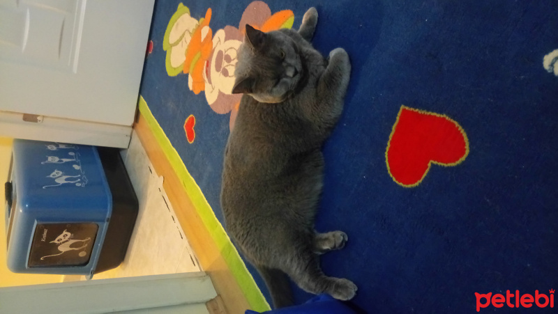 British Shorthair, Kedi  Duman fotoğrafı