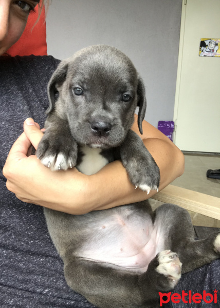 Cane Corso Italiano, Köpek  Dobby fotoğrafı
