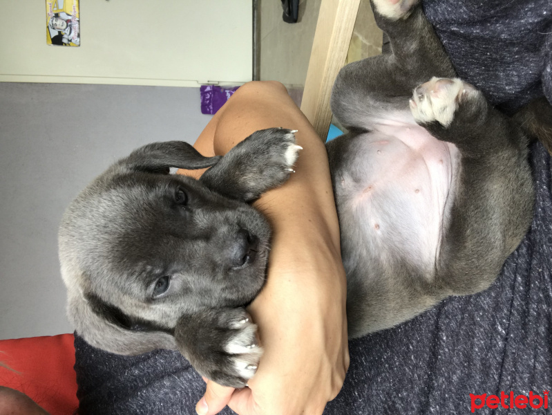 Cane Corso Italiano, Köpek  Dobby fotoğrafı