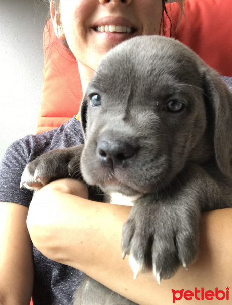 Cane Corso Italiano, Köpek  Dobby fotoğrafı
