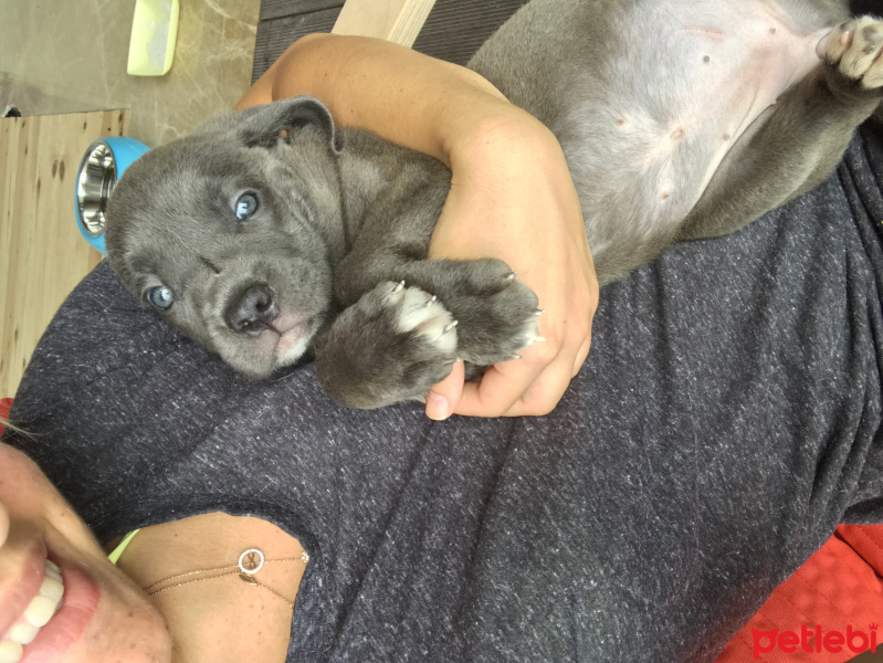 Cane Corso Italiano, Köpek  Dobby fotoğrafı