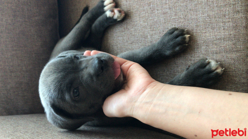 Cane Corso Italiano, Köpek  Dobby fotoğrafı